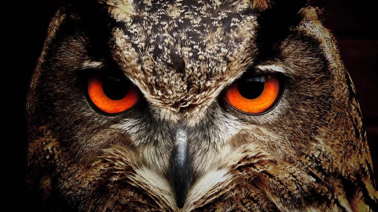 Owls, really?