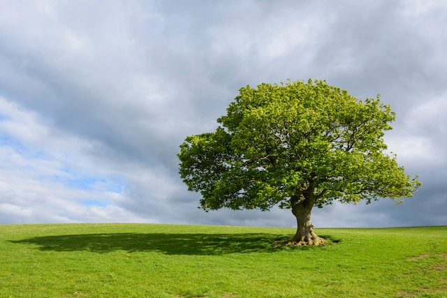An oak tree on a grassy field in spring